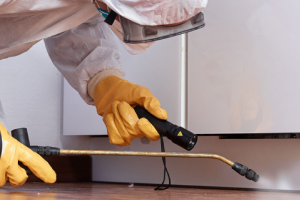 Messie Schädlingsbekämpfung Aschaffenburg